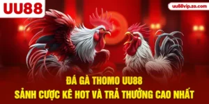 Đá Gà Thomo UU88 - Sảnh Cược Kê Hot Và Trả Thưởng Cao Nhất