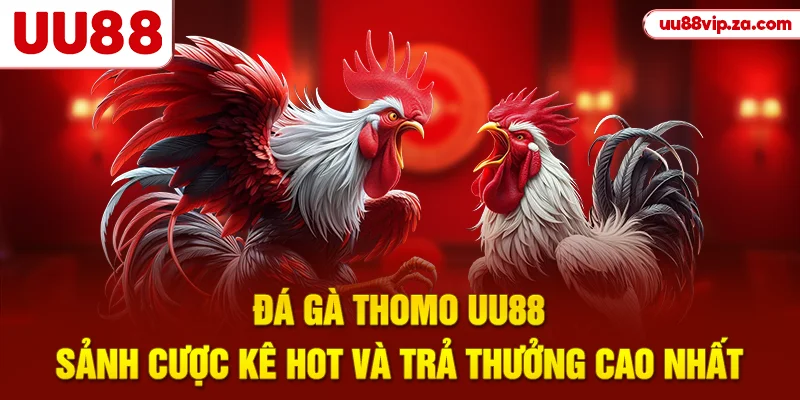 Đá Gà Thomo UU88 - Sảnh Cược Kê Hot Và Trả Thưởng Cao Nhất