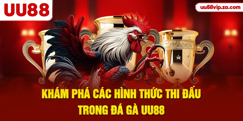 Khám phá các hình thức thi đấu trong đá gà UU88