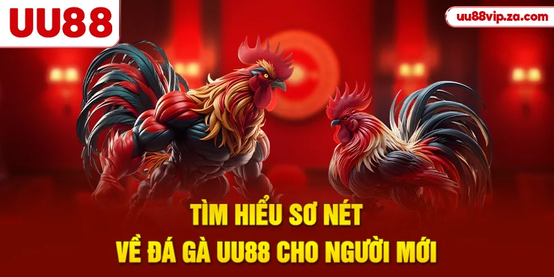 Tìm hiểu sơ nét về đá gà UU88 cho người mới